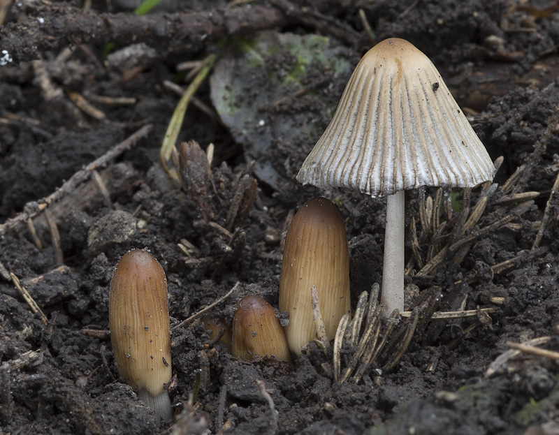 Coprinellus callinus